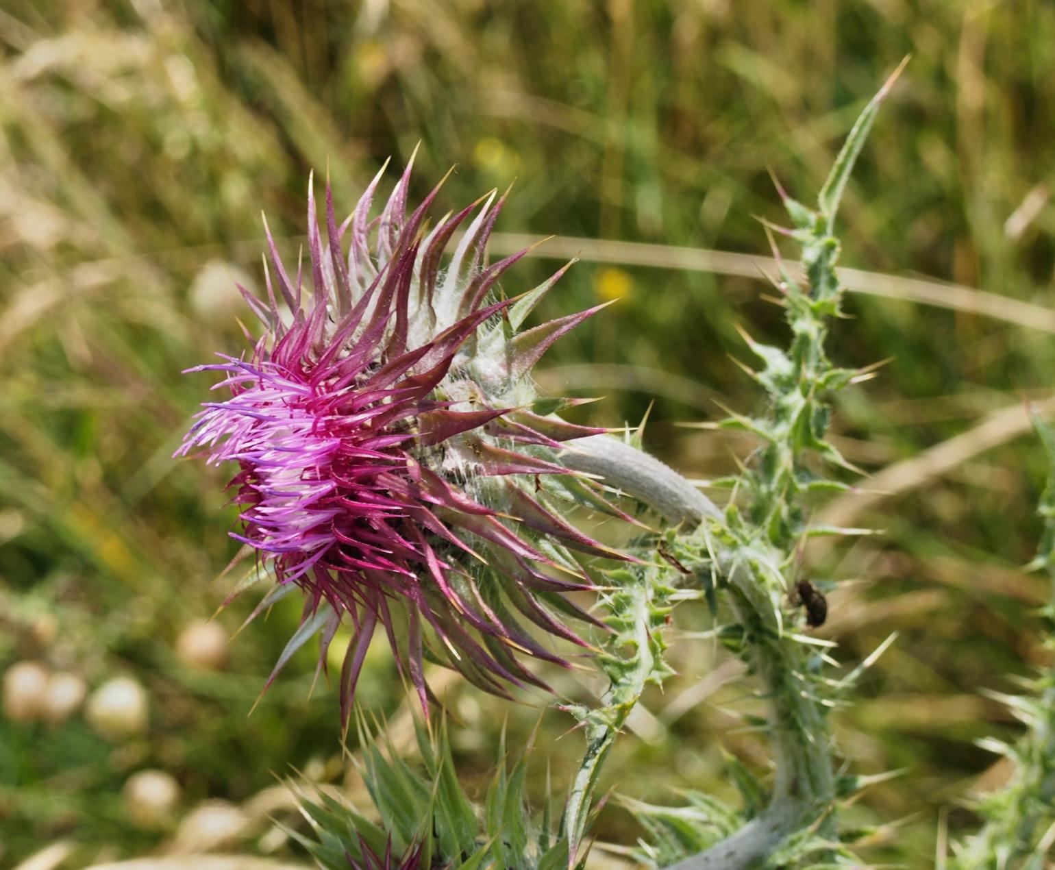 Thistle, Musk